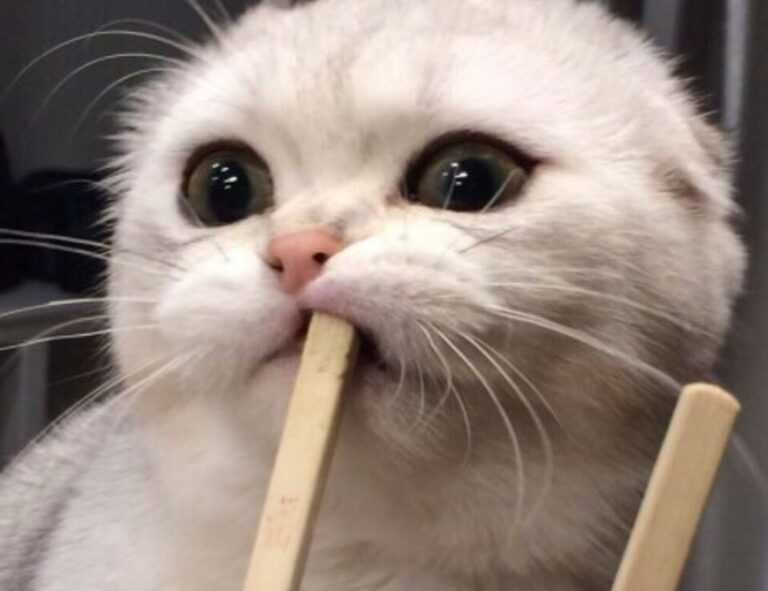 capital expenditures wbinvestimize