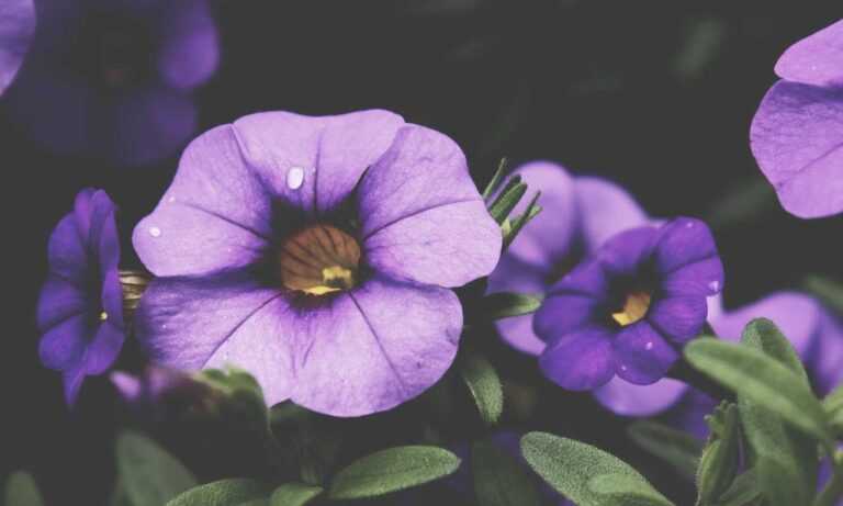 how to generate investments wbinvestimize