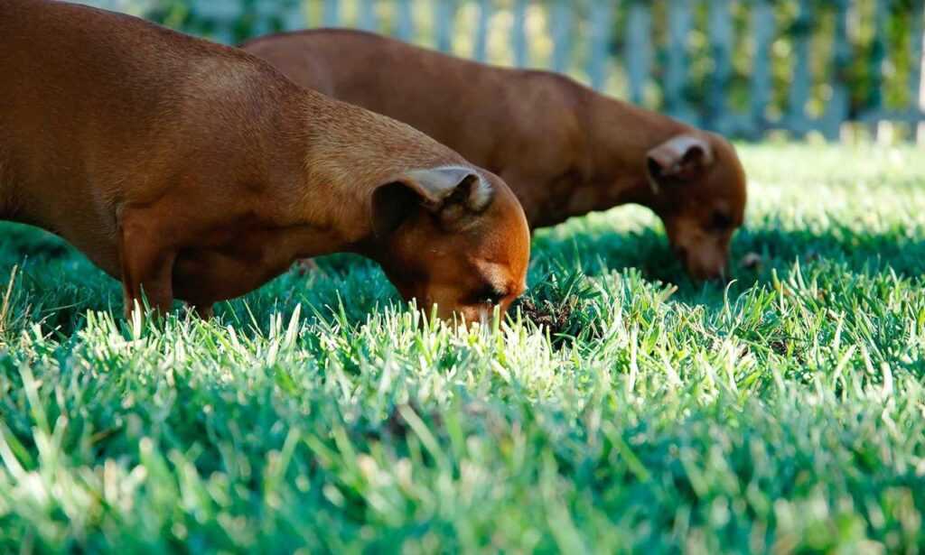 investor wbinvestimize