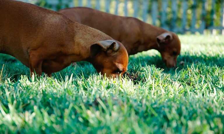 investor wbinvestimize