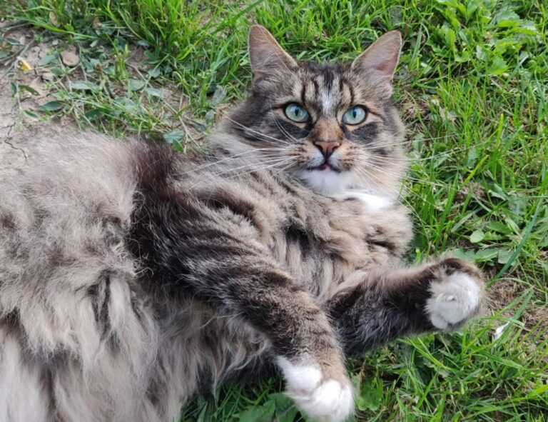 why felmusgano is important in culture