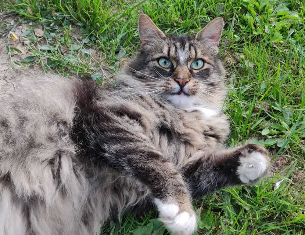 why felmusgano is important in culture