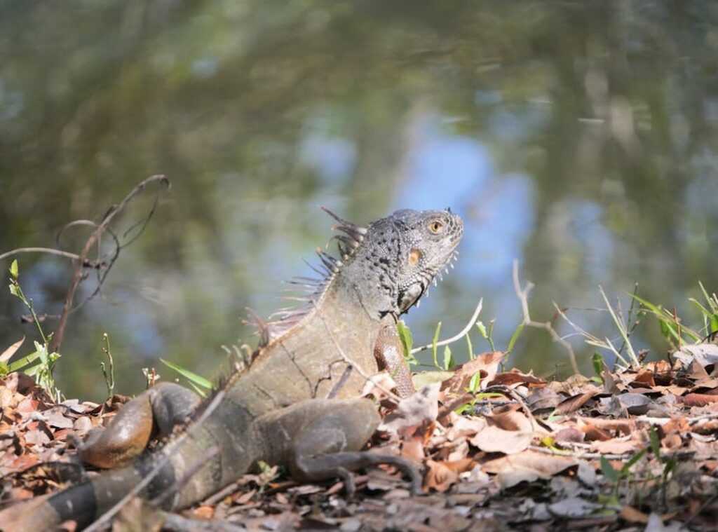 tiraj bòlèt florida