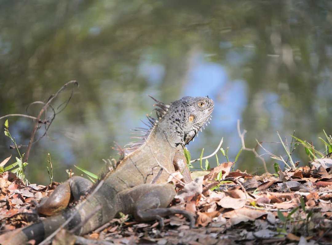 tiraj bòlèt florida